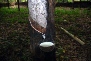 The Global Economic Impact of India’s Rubber Industry